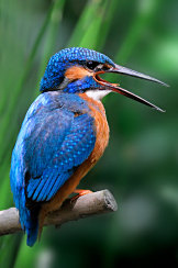 Alcedo atthis